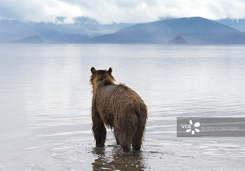 堪察加棕熊伫立于俄罗斯库页湖畔图片素材