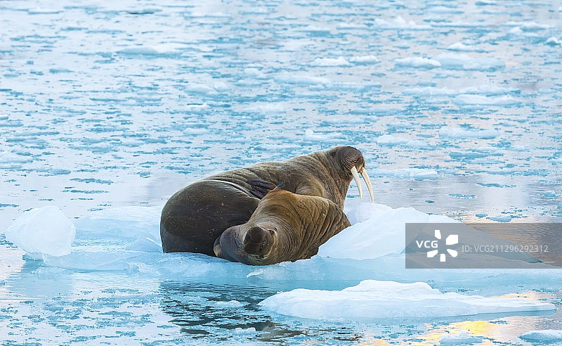 两只海象栖息在斯瓦尔巴特的浮冰上图片素材