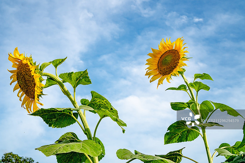 向日葵特写图片素材
