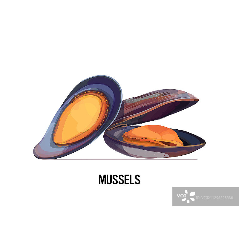 美味海鲜贻贝图片素材