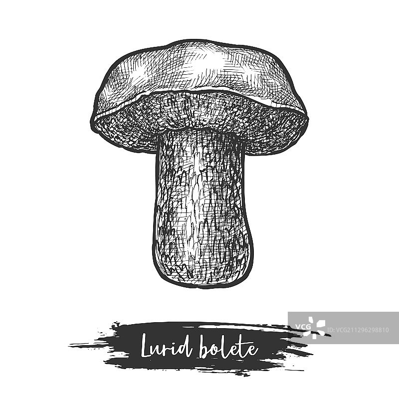 孤立的鲜红网柄菌或森林蘑菇素描图片素材