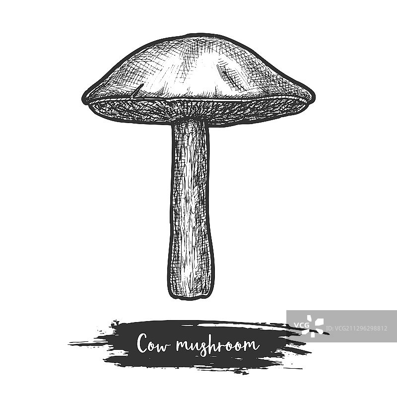 泽西牛肝菌素描图片素材