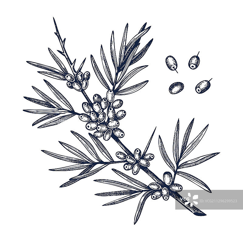 雕刻风格的手绘沙棘图片素材