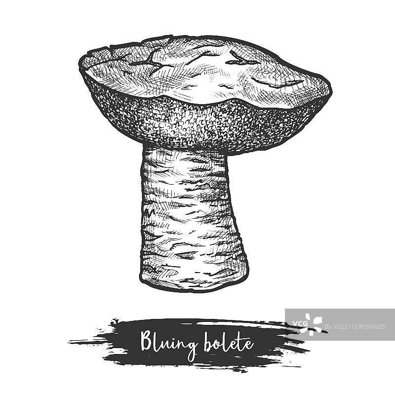青变牛肝菌素描图片素材