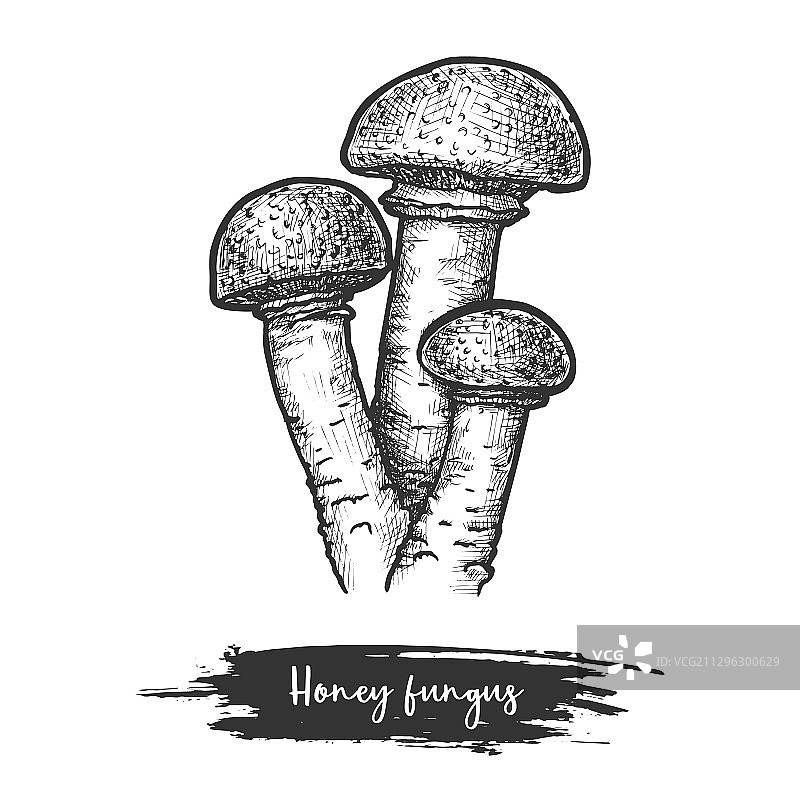 蜜环菌或蜂蜜真菌的素描图片素材