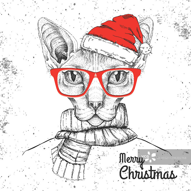 戴着新年帽子的斯芬克斯猫图片素材