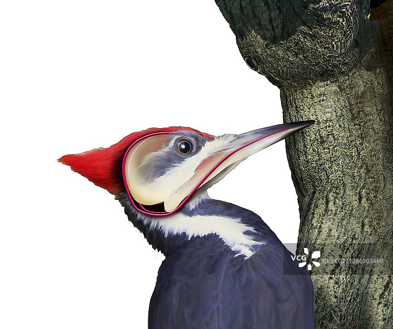 北美红头啄木鸟插画图片素材