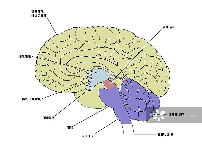 大脑解剖结构插图图片素材