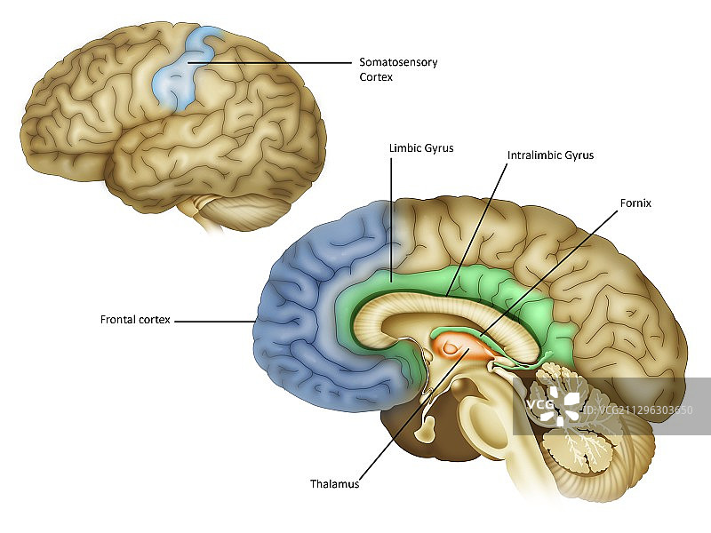 大脑解剖结构插图图片素材