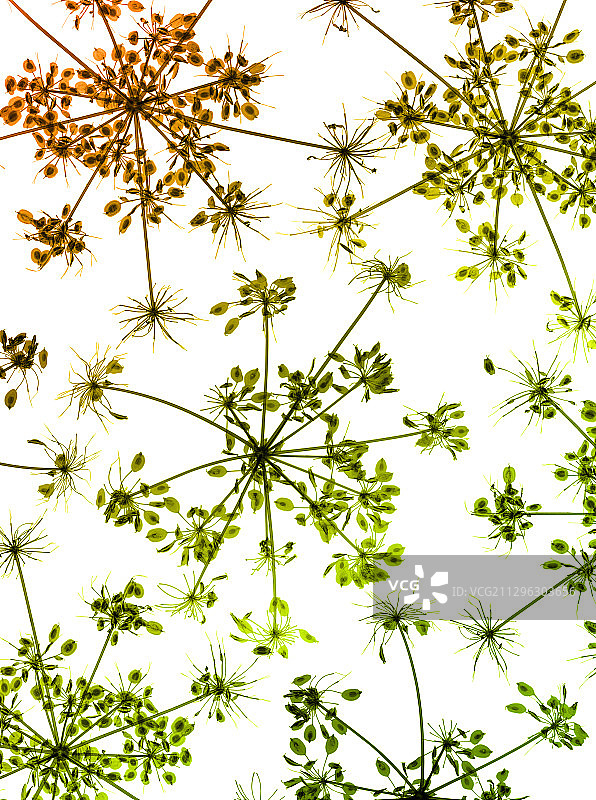 牛欧芹（Anthriscus sylvestris）X光图片素材