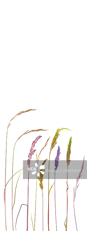 X光下的草图片素材