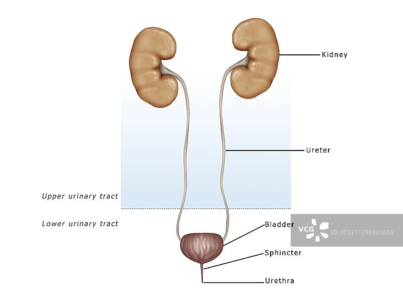 泌尿系统示意图图片素材