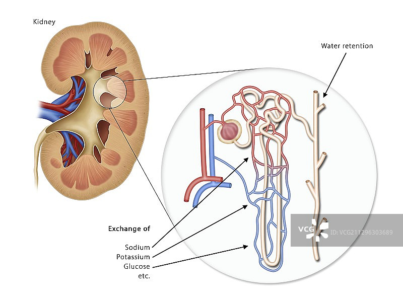肾脏解剖结构图图片素材