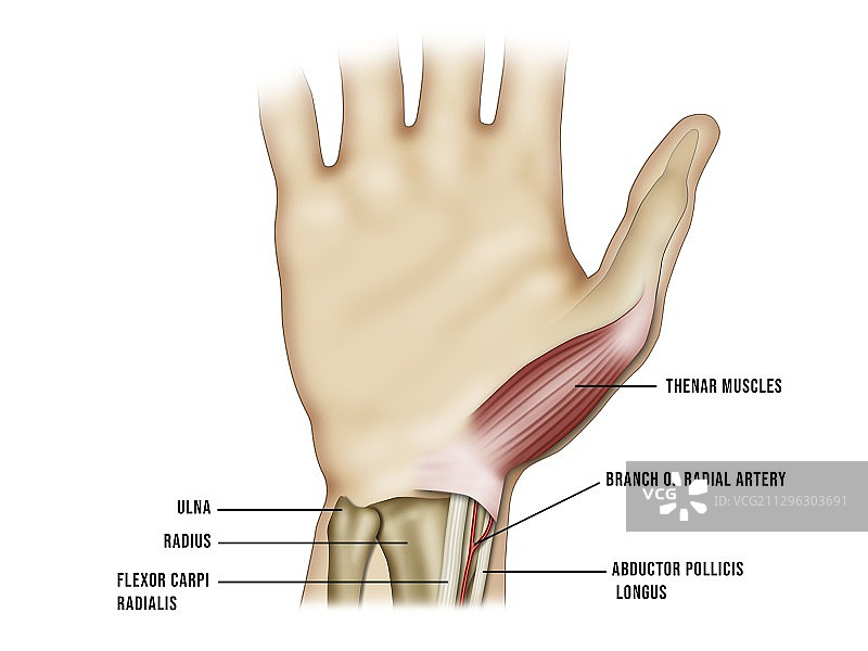 桡动脉插管部位图示图片素材