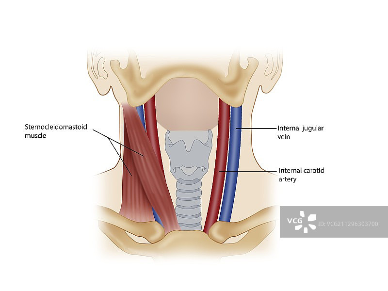 颈部肌肉和血管解剖结构插图图片素材
