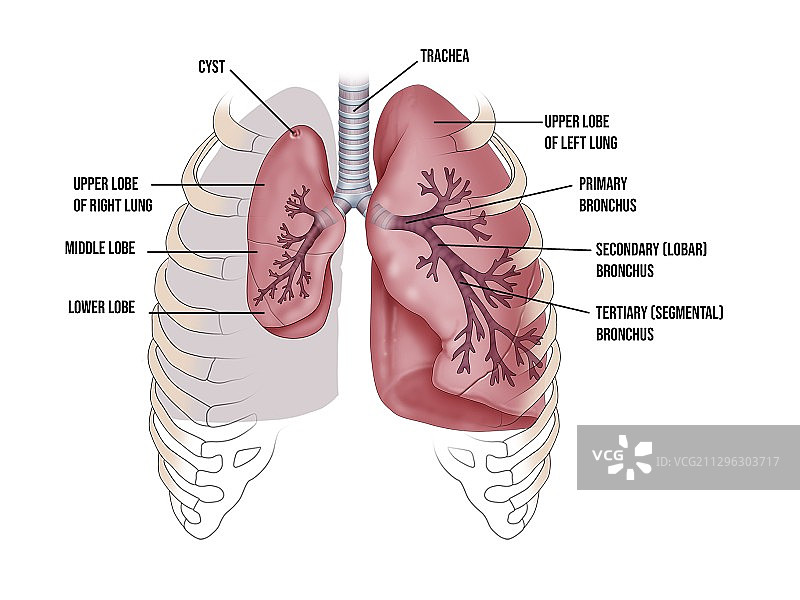 肺部尺寸与内部解剖结构图图片素材