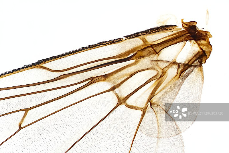 家蝇的翅膀，光学显微照片图片素材