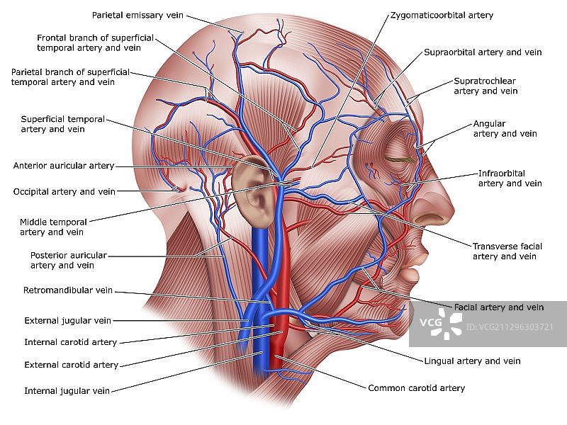 头部血管，图示图片素材