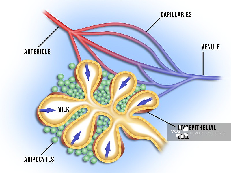 乳房和乳腺解剖结构图图片素材