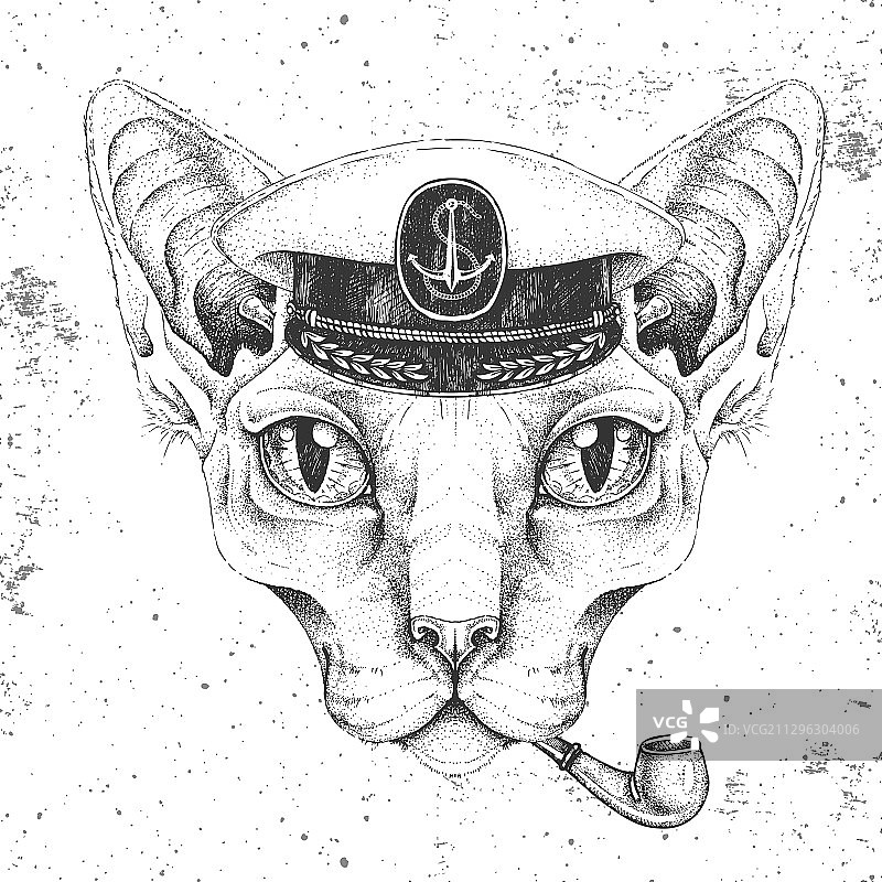 戴船长帽的时髦斯芬克斯猫动物图片素材