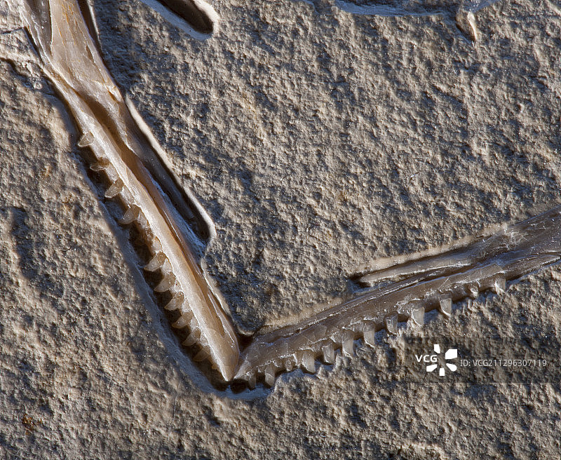 始祖鸟化石图片素材