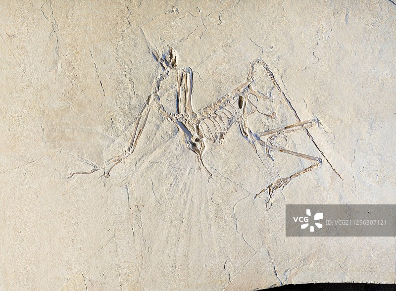 始祖鸟化石图片素材