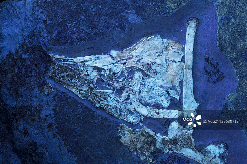 始祖鸟化石研究，ESRF，法国图片素材