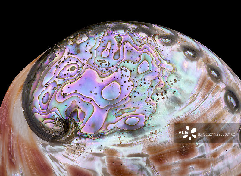 鲍鱼壳图片素材