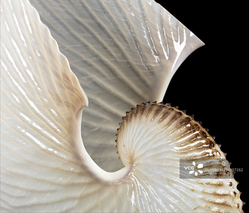 船蛸卵囊图片素材