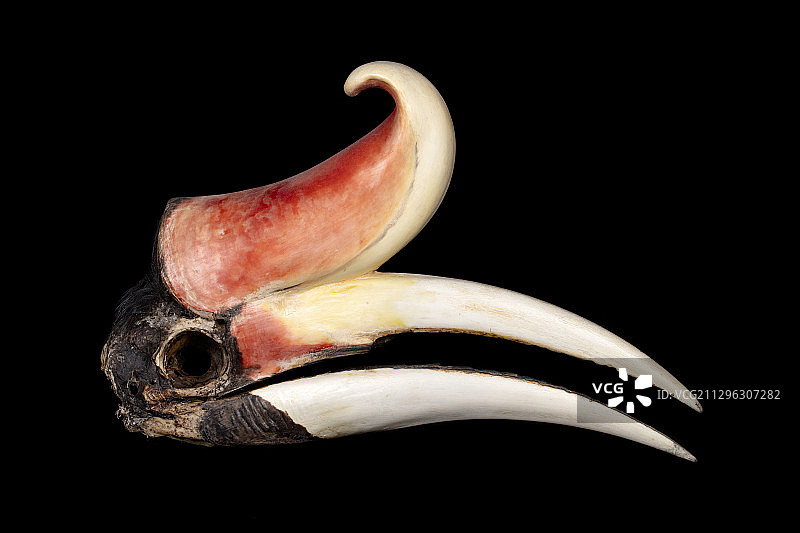 犀鸟头骨图片素材