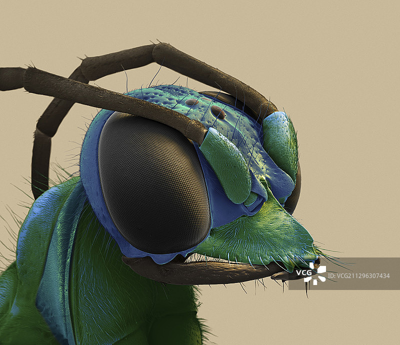 翠绿蟑螂黄蜂头部扫描电镜图图片素材
