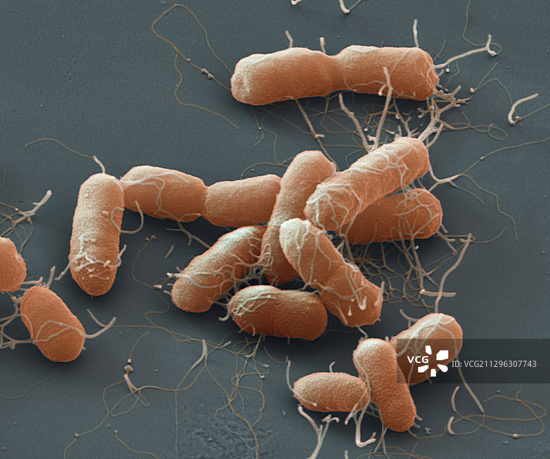 奇异变形杆菌，扫描电镜图像图片素材