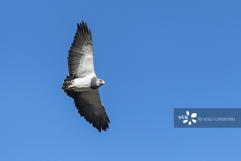 火地群岛的黑胸鵟鹰图片素材