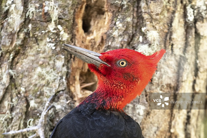 火地岛上的麦哲伦啄木鸟图片素材