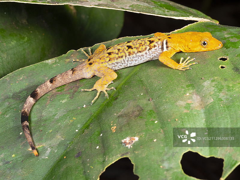 厄瓜多尔的领森林壁虎图片素材