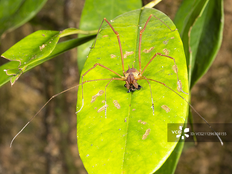 收获蚁捕食蚂蚁图片素材