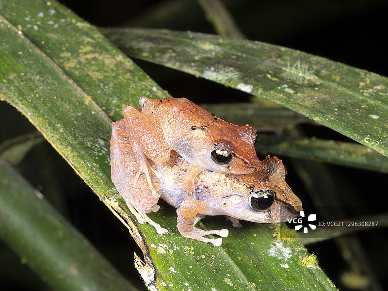 雨蛙交配图图片素材