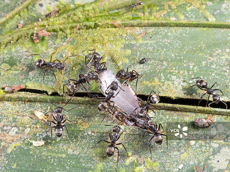 蚂蚁啃食蟋蟀腿图片素材