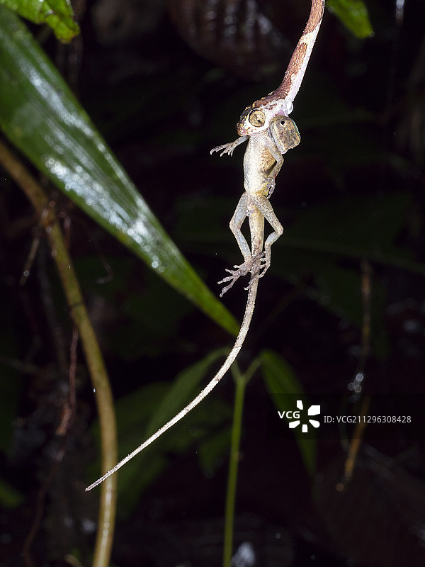 钝头树蛇捕食蜥蜴图片素材