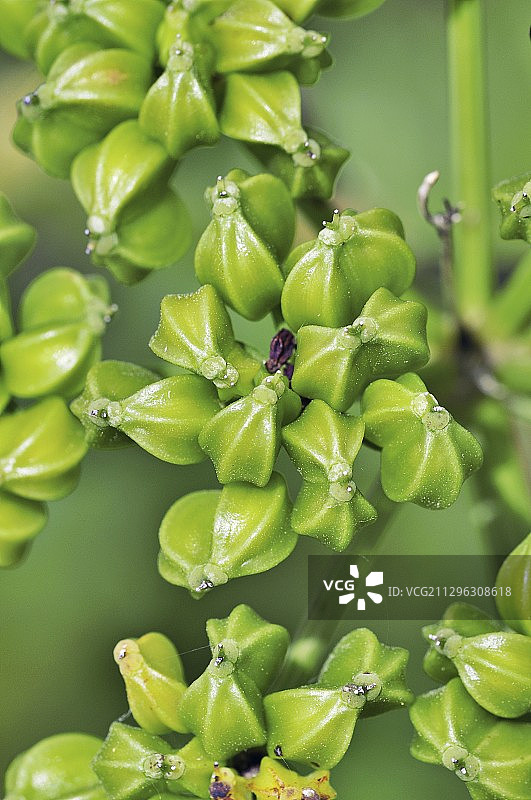 伞形毒芹的种子荚图片素材