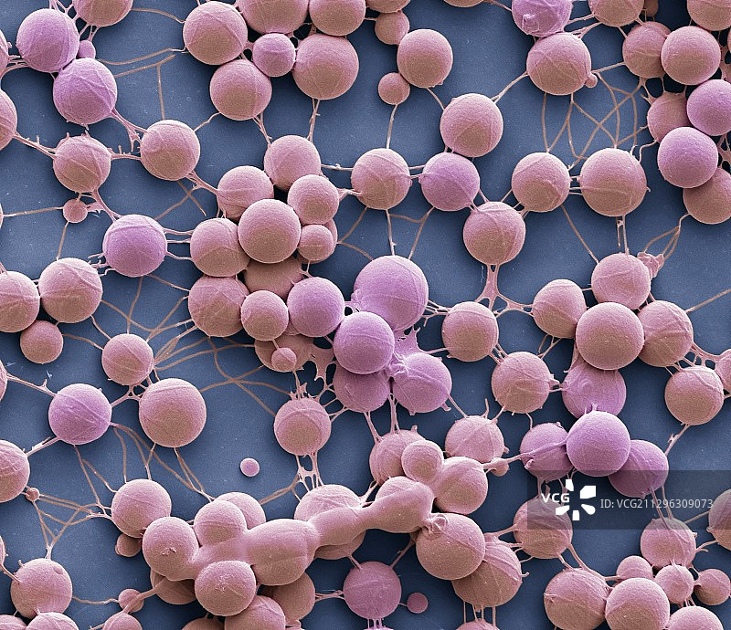 蜘蛛卵细节，扫描电子显微镜图片素材