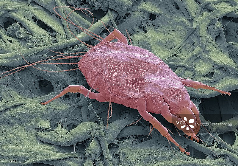 水螨，扫描电子显微镜图片素材