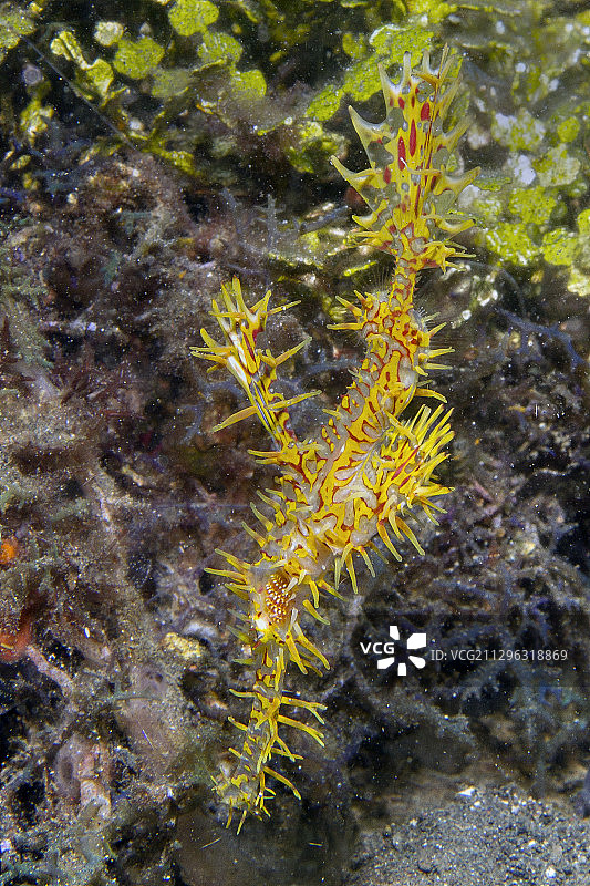 华丽的海龙图片素材