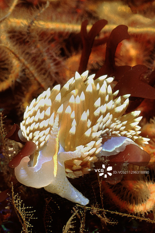 带角海蛞蝓与多棘海星图片素材