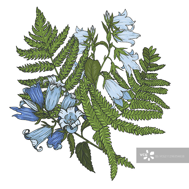 风铃草与蕨类植物叶子图片素材