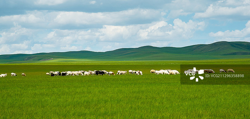一群羊在草原上悠闲的吃草图片素材