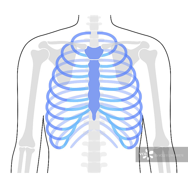 人体肋骨解剖结构图片素材