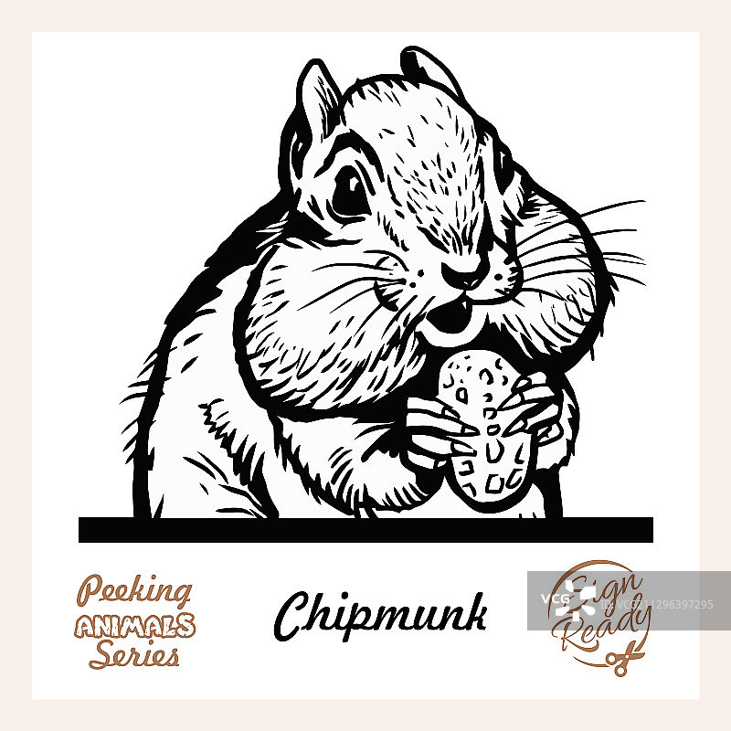 可爱的花栗鼠探头图片素材