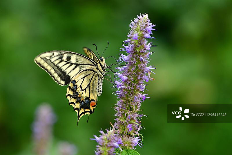 金凤蝶图片素材