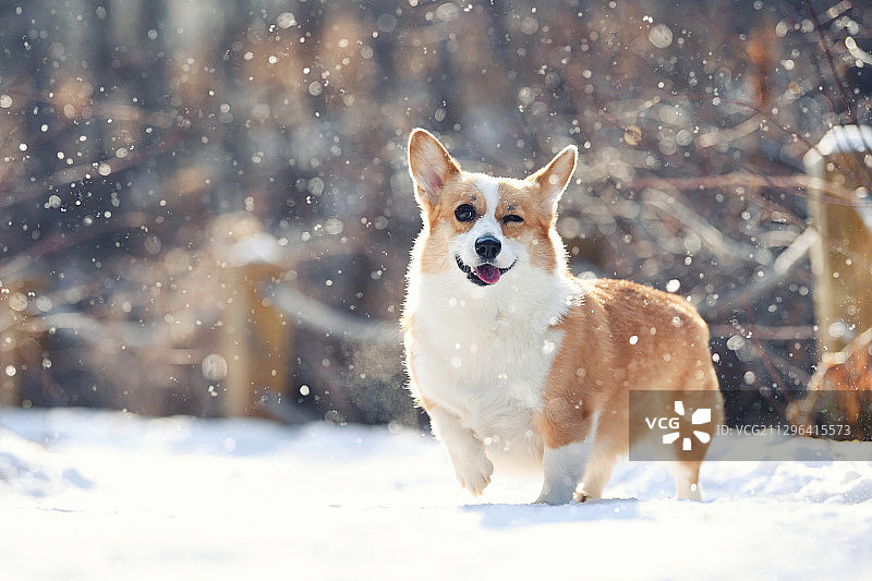 雪地里的柯基犬图片素材